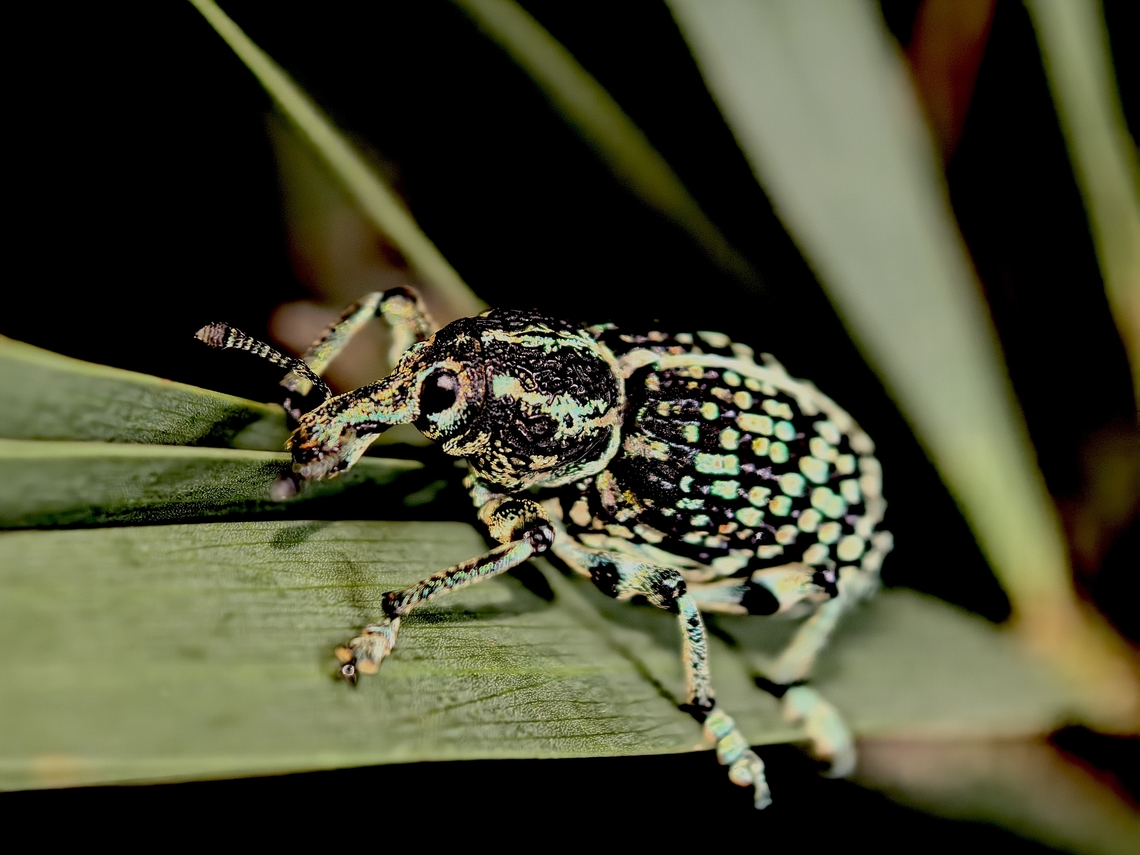 Botany Bay Diamond Weevil - Chrysolopus spectabilis  Australia,Botany Bay Diamond Weevil,Chrysolopus spectabilis,Diamon Weevil,Land Cove,New South Wales,Weevil