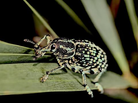 Botany Bay Diamond Weevil - Chrysolopus spectabilis  Australia,Botany Bay Diamond Weevil,Chrysolopus spectabilis,Diamon Weevil,Land Cove,New South Wales,Weevil