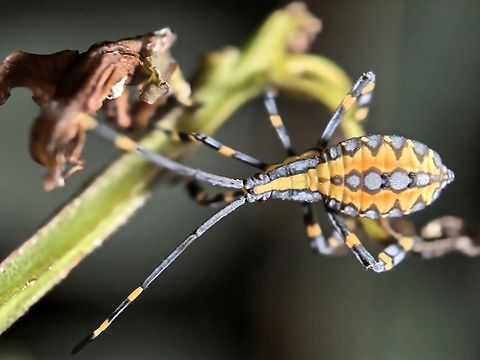Leaf-Footed Bug - Amorbus atomarius Nymph Amorbus atomarius,Australia,Eucalyptus Tip-wilter Bug,Land Cove,Leaf-Footed Bug,New South Wales