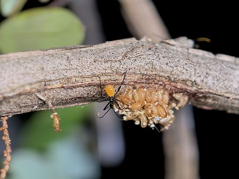 Newly Hatched Assassin! Nymph of Common Assassin Bug - Pristhesancus plagipennis Assassin Bug,Australia,Common Assassin Bug,Land Cove,New South Wales,Pristhesancus plagipennis