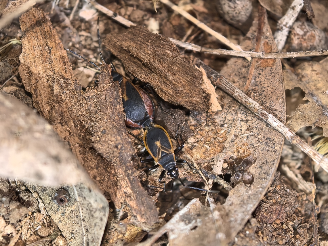 Bordered Harlequin Bug - Dindymus circumcinctus Mating pair. Australia,Bordered Harlequin Bug,Dindymus circumcinctus,Harlequin Bug,Land Cove,New South Wales