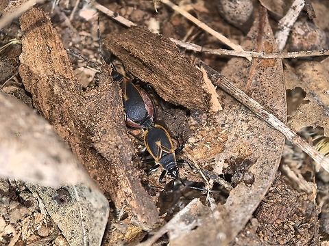 Bordered Harlequin Bug - Dindymus circumcinctus Mating pair. Australia,Bordered Harlequin Bug,Dindymus circumcinctus,Harlequin Bug,Land Cove,New South Wales