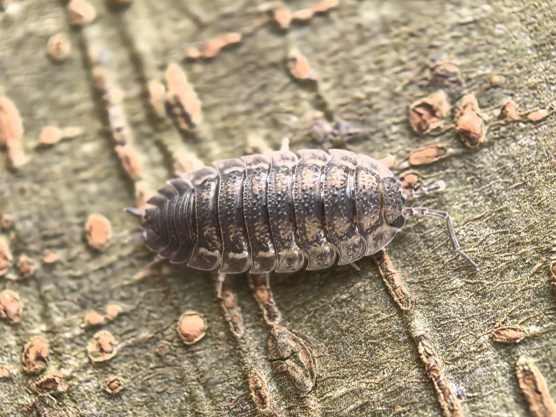 Common Rough Woodlouse - Porcellio scaber  Australia,Common Rough Woodlouse,Land Cove,New South Wales,Porcellio scaber,Rough Woodlouse,Woodlouse