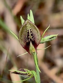 Bonnet Orchid - Cryptostylis erecta  Australia,Bonnet Orchid,Cryptostylis erecta,Flower,Land Cove,New South Wales,Orchid,Plant