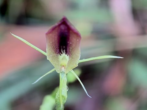 Large Tongue Orchid - Cryptostylis subulata _cuva Australia,Cryptostylis subulata,Flower,Land Cove,Large Tongue Orchid,New South Wales,Orchid,Plant