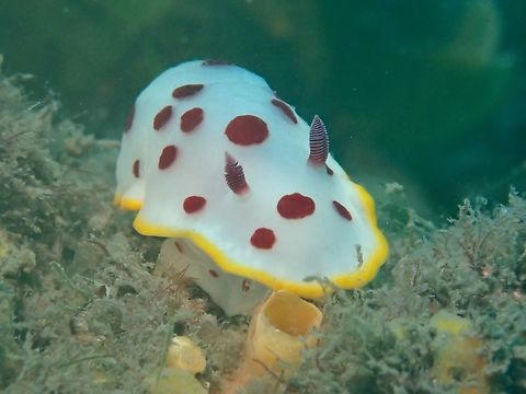 Red Spots Nudibranch - Goniobranchus splendidus Australia,Goniobranchus splendidus,Nelson Bay,New South Wales,Nudibranch,Splendid Goniobranch
