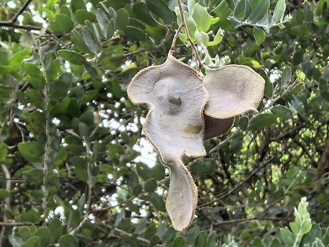 Seed Queensland Silver Wattle - Acacia podalyriifolia Acacia,Acacia podalyriifolia,Australia,Land Cove,New South Wales,Plant,Queensland Silver Wattle,Seed,Wattle