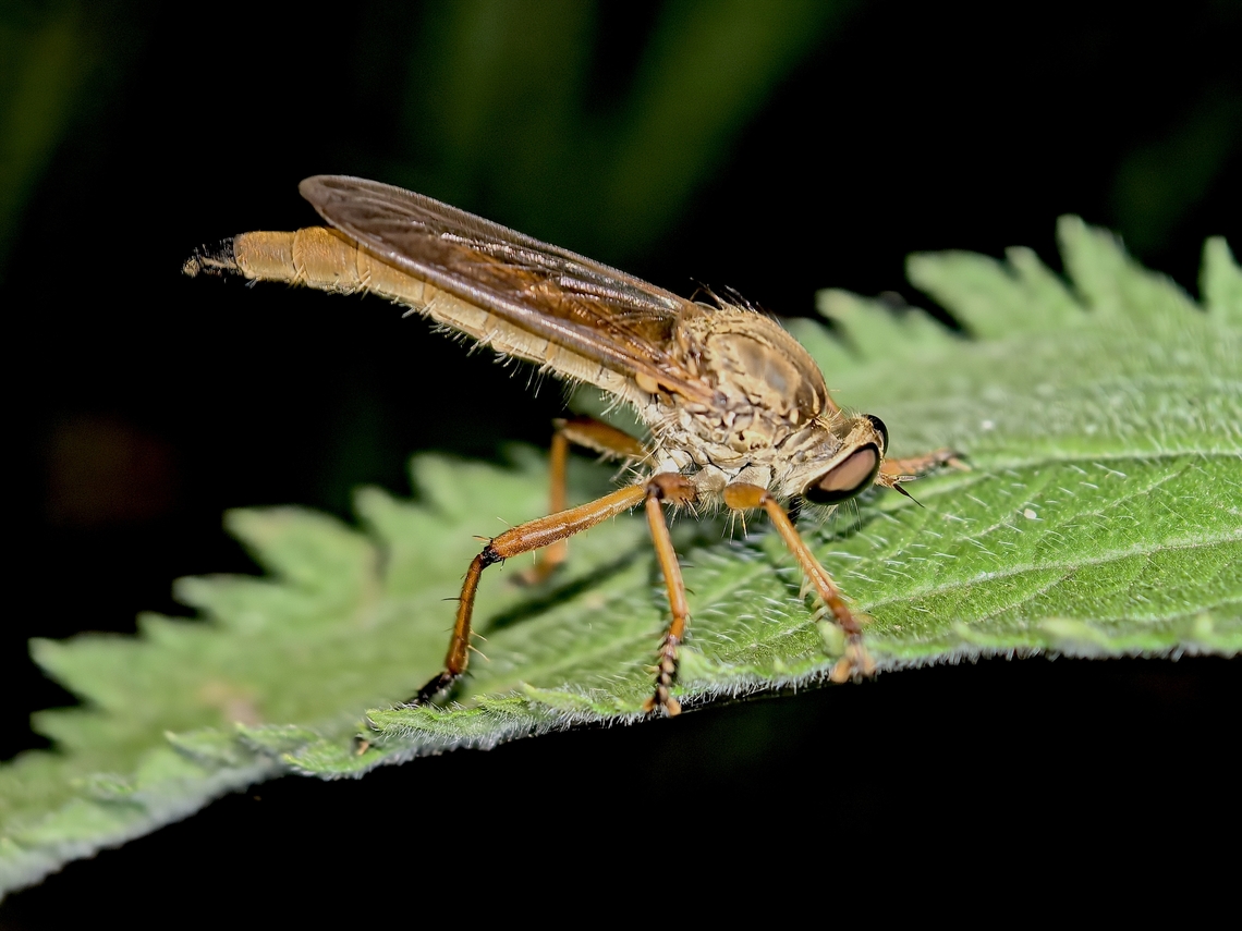 Robber Fly - Zosteria fulvipubescens  Australia,Land Cove,New South Wales,Robber Fly,Zosteria fulvipubescens