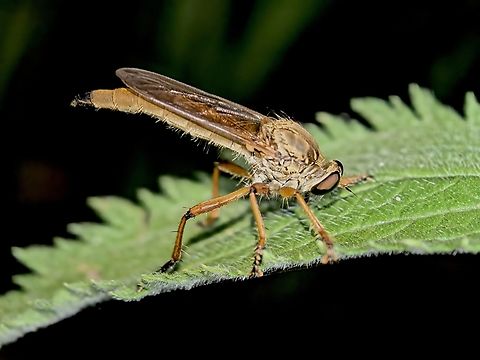 Robber Fly - Zosteria fulvipubescens  Australia,Land Cove,New South Wales,Robber Fly,Zosteria fulvipubescens