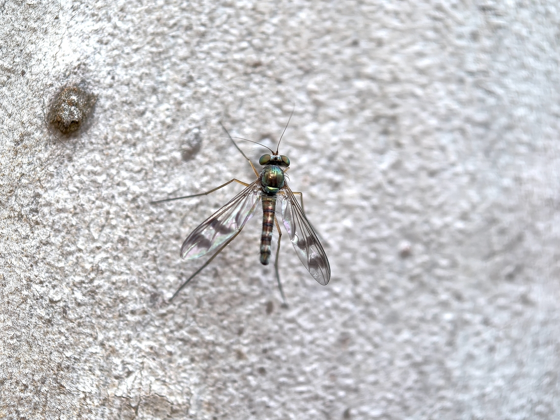 Long-Legged Fly - Heteropsilopus squamifer  Australia,Fly,Heteropsilopus squamifer,Land Cove,Long-Legged Fly,New South Wales