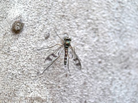 Long-Legged Fly - Heteropsilopus squamifer  Australia,Fly,Heteropsilopus squamifer,Land Cove,Long-Legged Fly,New South Wales