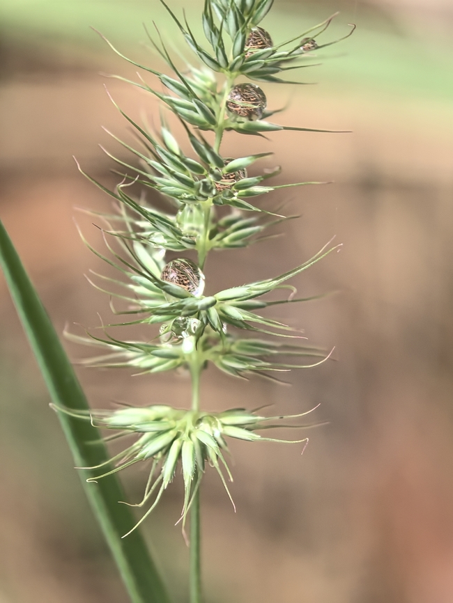 Reflection Tufted Hedgehog Grass - Echinopogon caespitosus Australia,Echinopogon caespitosus,Grass,Land Cove,New South Wales,Tufted Hedgehog Grass