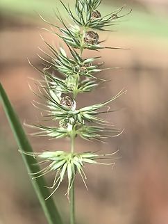 Reflection Tufted Hedgehog Grass - Echinopogon caespitosus Australia,Echinopogon caespitosus,Grass,Land Cove,New South Wales,Tufted Hedgehog Grass