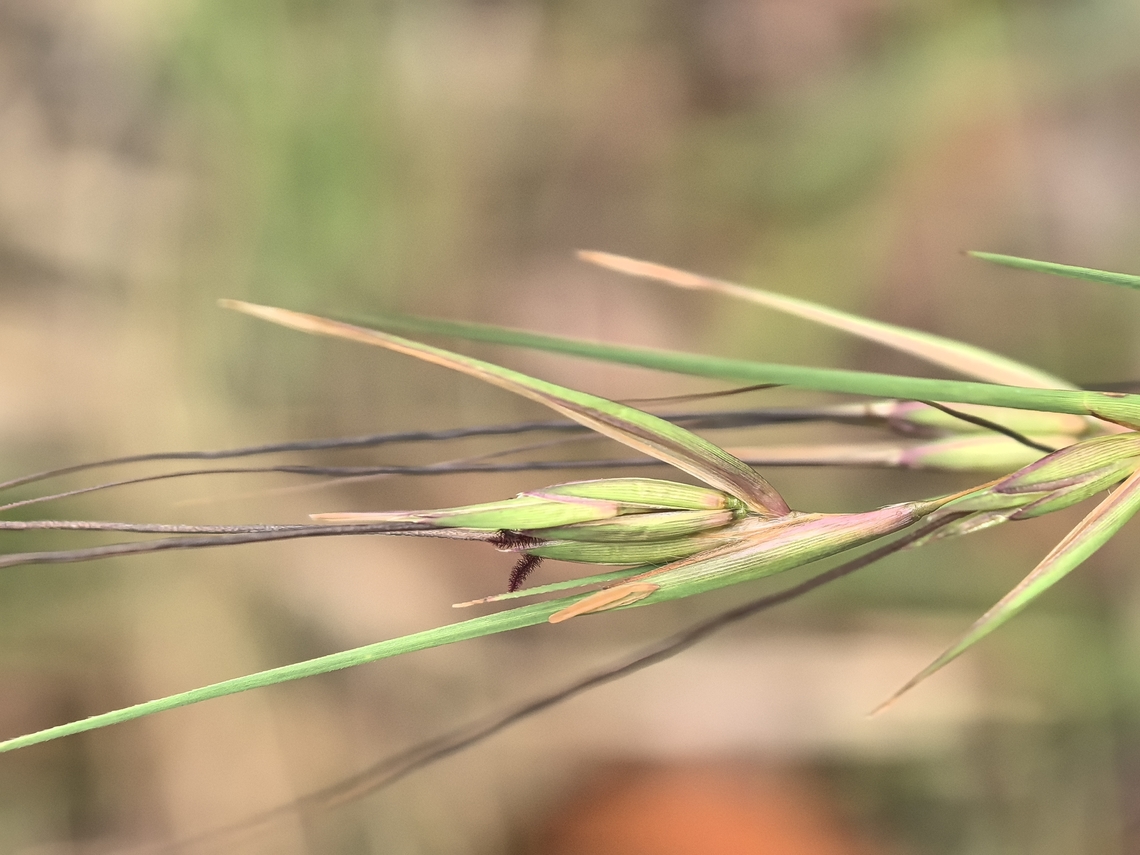 Kangaroo Grass - Themeda triandra  Australia,Grass,Kangaroo Grass,Land Cove,New South Wales,Themeda triandra