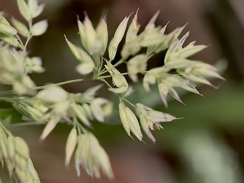 Yorkshire Fog - Holcus lanatus  Australia,Grass,Holcus lanatus,Land Cove,New South Wales,Yorkshire Fog