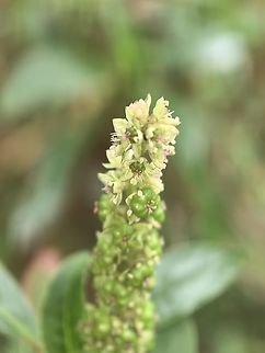 Inkweed - Phytolacca octandra  Australia,Flower,Inkweed,Land Cove,New South Wales,Phytolacca octandra,Plant