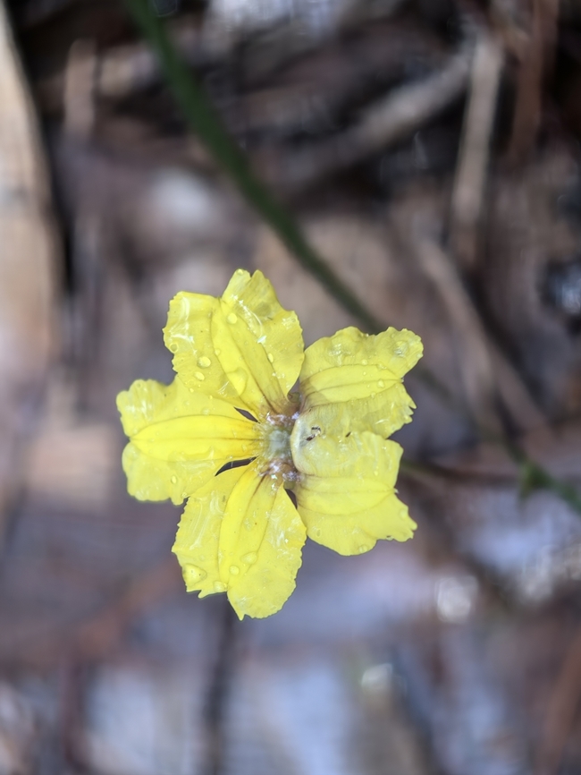 Ivy Goodenia - Goodenia hederacea  Australia,Flower,Goodenia hederacea,Ivy Goodenia,Land Cove,New South Wales,Plant