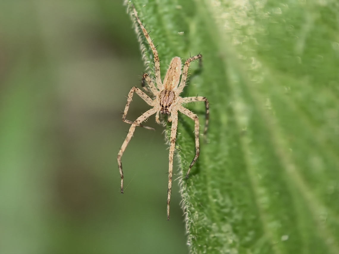 Giant Water Spider - Megadolomedes australianus  Australia,Giant Water Spider,Land Cove,Megadolomedes australianus,New South Wales,Spider,Water Spider