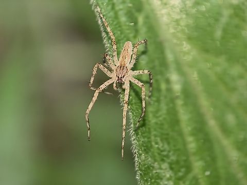 Giant Water Spider - Megadolomedes australianus  Australia,Giant Water Spider,Land Cove,Megadolomedes australianus,New South Wales,Spider,Water Spider