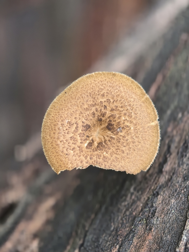 Spring Polypore - Lentinus arcularius  Australia,Fungi,Land Cove,Lentinus arcularius,New South Wales,Spring Polypore
