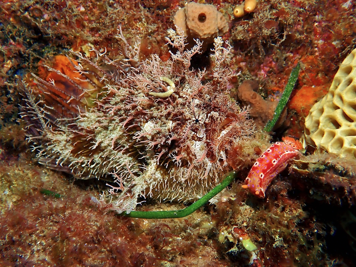 Shaggy Tasselled Anglerfish - Rhycherus filamentosus, sometimes known as Frogfish. Adelaide,Anglerfish,Australia,Fish,Frogfish,Rhycherus filamentosus,South Australia,Tasselled Anglerfish