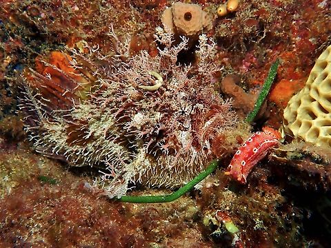 Shaggy Tasselled Anglerfish - Rhycherus filamentosus, sometimes known as Frogfish. Adelaide,Anglerfish,Australia,Fish,Frogfish,Rhycherus filamentosus,South Australia,Tasselled Anglerfish