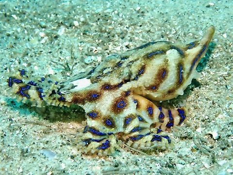 Blue Lines, or Blue Rings? Blue-Lines Octopus - Hapalochlaena fasciata Australia,Blue-Lined Octopus,Hapalochlaena fasciata,Nelson Bay,New South Wales,Octopus