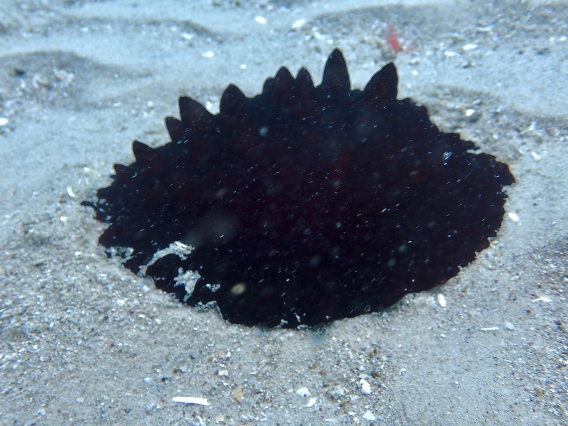 Black Blob Hill&#039;s Side-Gill Slug - Pleurobranchus hilli Australia,Black Blob,Hill's Side-Gill Slug,Nelson Bay,New South Wales,Pleurobranchus hilli,Sea Slug,Side-Gill Slug