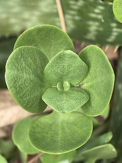 Fairy Stonecrop - Crassula multicava  Australia,Crassula multicava,Fairy Stonecrop,Land Cove,New South Wales,Plant