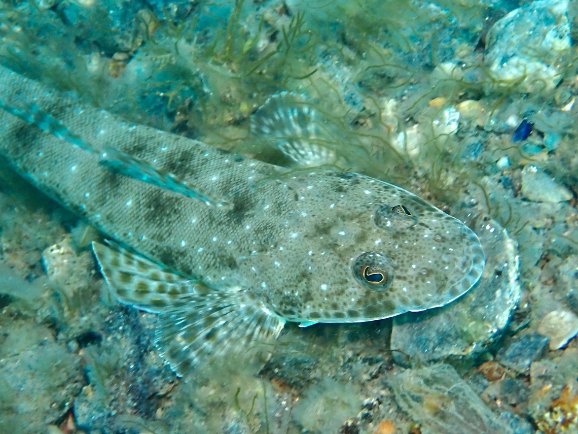 Southern Bluespotted Flathead - Platycephalus speculator  Adelaide,Australia,Fish,Flathead,Platycephalus speculator,South Australia,Southern Bluespotted Flathead