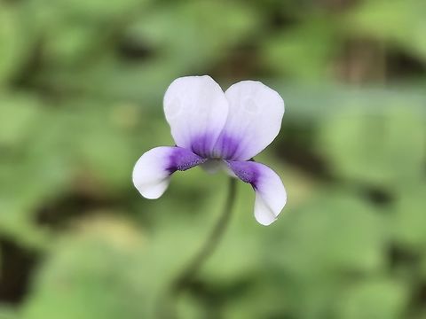 Bank's Violet - Viola banksii  Australia,Bank's Violet,Flower,Land Cove,New South Wales,Plant,Viola  banksii