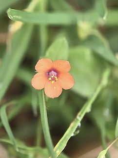 Scarlet Pimpernel - Lysimachia arvensis  Anagallis arvensis,Australia,Flower,Land Cove,New South Wales,Plant,Scarlet Pimpernel