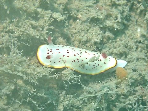 Nudibranch - Goniobranchus daphne  Australia,Goniobranchus Daphne,Nelson Bay,New South Wales,Nudibranch