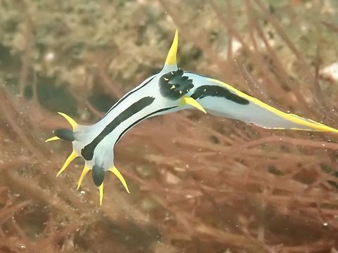 Crowned Nudibranch - Polycera capensis  Australia,Crowned Nudibranch,Nelson Bay,New South Wales,Nudibranch,Polycera capensis