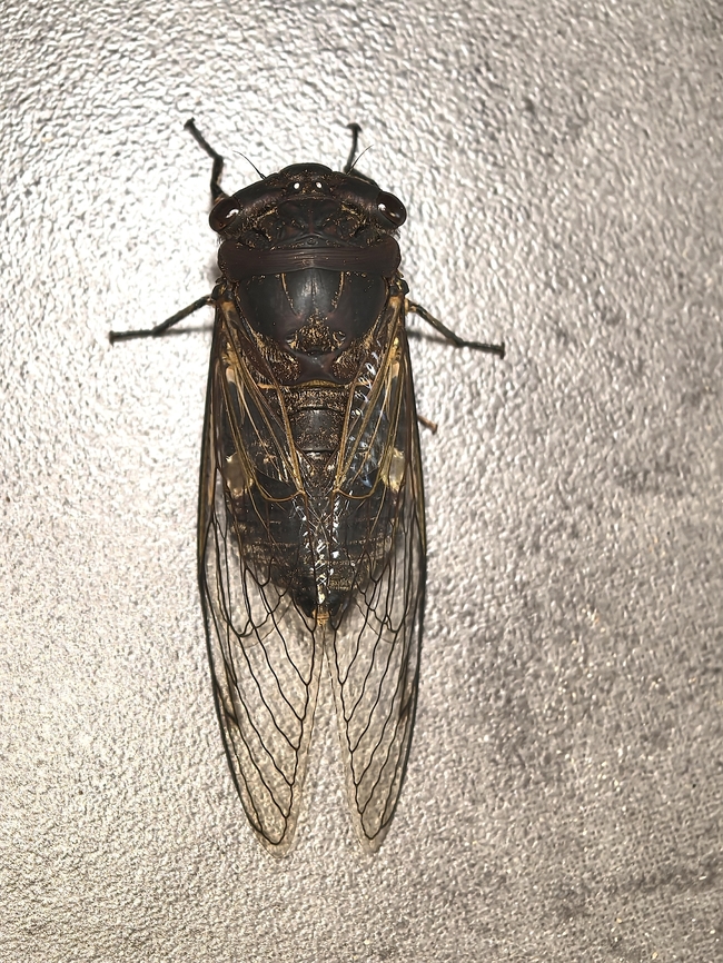 Black Prince - Psaltoda plaga  Australia,Black Prince,Cicada,Nelson Bay,New South Wales,Psaltoda plaga