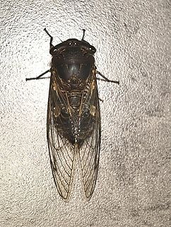 Black Prince - Psaltoda plaga  Australia,Black Prince,Cicada,Nelson Bay,New South Wales,Psaltoda plaga