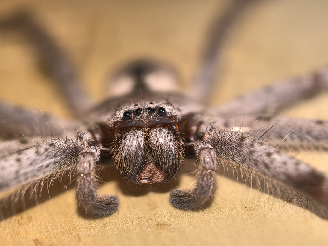 Grey Huntsman Spider - Holconia immanis  Australia,Grey Huntsman Spider,Holconia immanis,Huntsman Spider,Nelson Bay,New South Wales,Spider