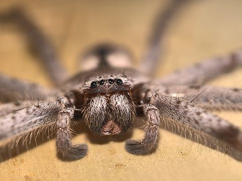 Grey Huntsman Spider - Holconia immanis  Australia,Grey Huntsman Spider,Holconia immanis,Huntsman Spider,Nelson Bay,New South Wales,Spider