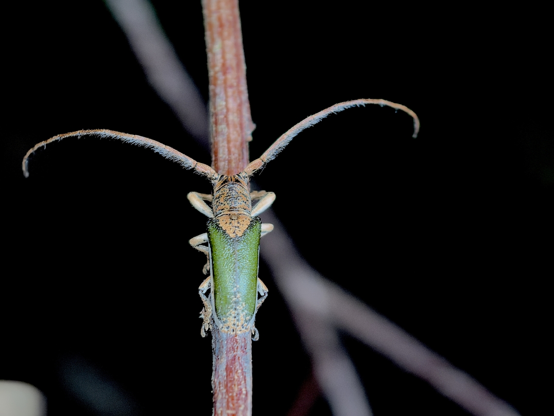 Flat-Faced Longhorn Beetle - Rhytiphora nigrovirens  Australia,Beetle,Flat-Faced Longhorn Beetle,Longhorn Beetle,Nelson Bay,New South Wales,Rhytiphora nigrovirens