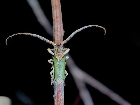 Flat-Faced Longhorn Beetle - Rhytiphora nigrovirens  Australia,Beetle,Flat-Faced Longhorn Beetle,Longhorn Beetle,Nelson Bay,New South Wales,Rhytiphora nigrovirens
