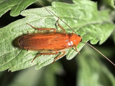Giant Cockroach - Neotemnopteryx fulva  Australia,Cockroach,Giant Cockroach,Nelson Bay,Neotemnopteryx fulva,New South Wales