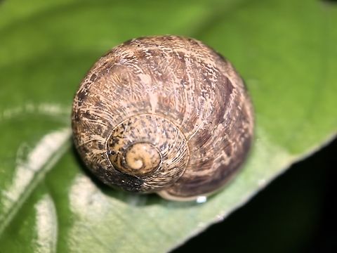 Garden Snail - Cornu aspersum  Australia,Cornu aspersum,Garden Snail,Nelson Bay,New South Wales,Snail