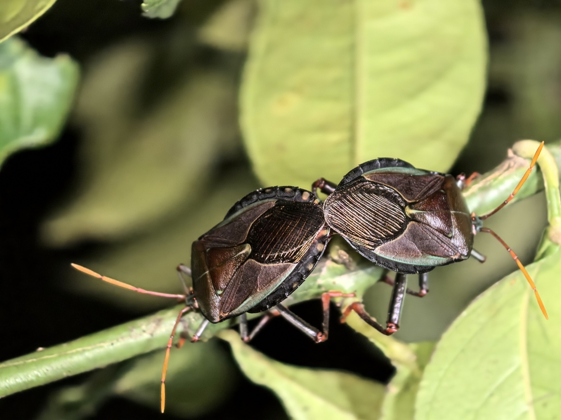 Bronze Orange Bug - Musgraveia sulciventris  Australia,Bronze Orange Bug,Musgraveia sulciventris,Nelson Bay,New South Wales