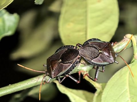 Bronze Orange Bug - Musgraveia sulciventris  Australia,Bronze Orange Bug,Musgraveia sulciventris,Nelson Bay,New South Wales