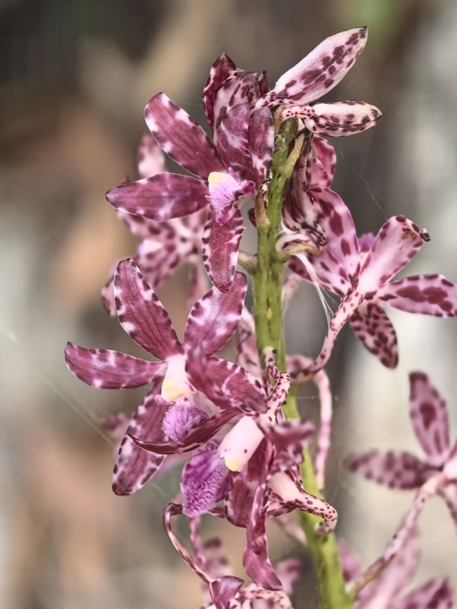 Slender Hyacinth-Orchid - Dipodium variegatum  Australia,Dipodium variegatum,Flower,Hyacinth-Orchid,Nelson Bay,New South Wales,Orchid,Plant,Slender Hyacinth-Orchid