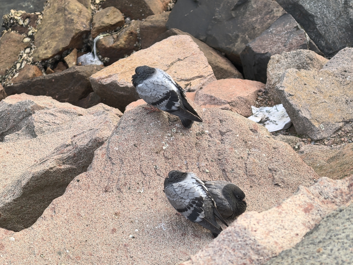 Rock Pigeon - Columba livia  Australia,Bird,Columba livia,Nelson Bay,New South Wales,Pigeon,Rock Pigeon