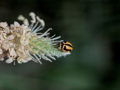 Striped Ladybird Beetle - Micraspis frenata  Australia,Beetle,Ladybird Beetle,Micraspis frenata,Nelson Bay,New South Wales,Striped Ladybird Beetle