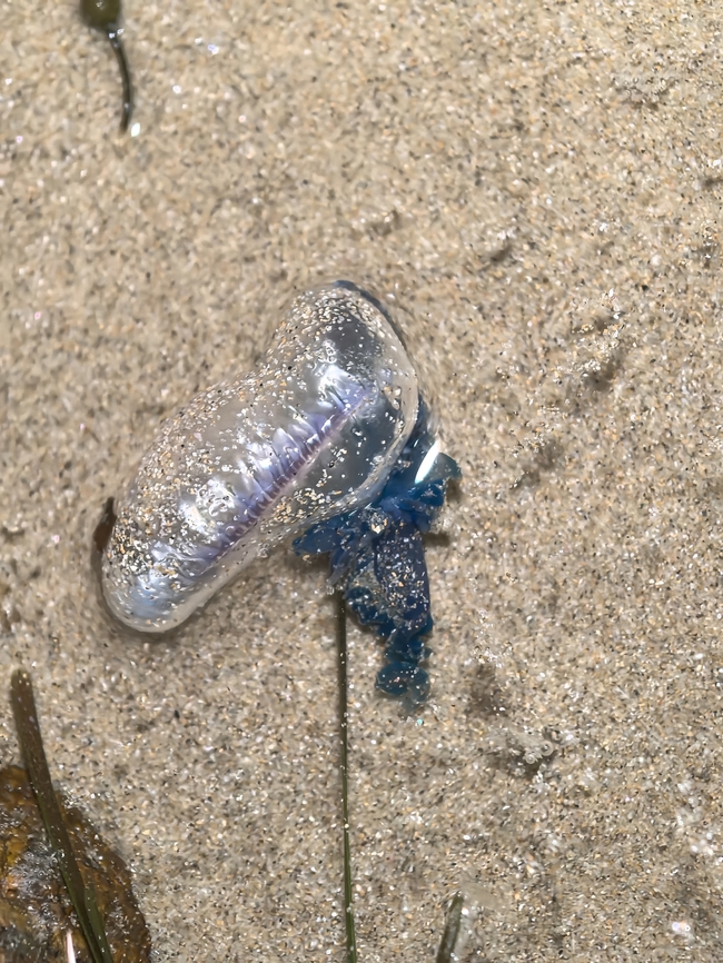 Portuguese Man O' War - Physalia physalis  Australia,Jellyfish,Nelson Bay,New South Wales,Physalia physalis,Portuguese Man O' War