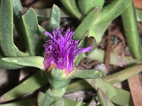 Angular Sea-Fig - Carpobrotus glaucescens  Angular Sea-Fig,Australia,Carpobrotus glaucescens,Flower,Nelson Bay,New South Wales,Plant