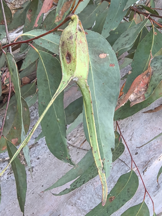Two-Tailed Gumtree Gall - Apiomorpha duplex  Apiomorpha duplex,Australia,Gall,Land Cove,New South Wales,Two-Tailed Gumtree Gall,Two-tailed Gumtree Gall